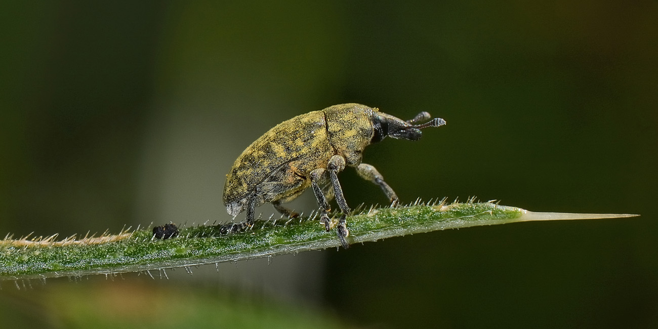 Curculionidae: Larinus turbinatus?  S  !